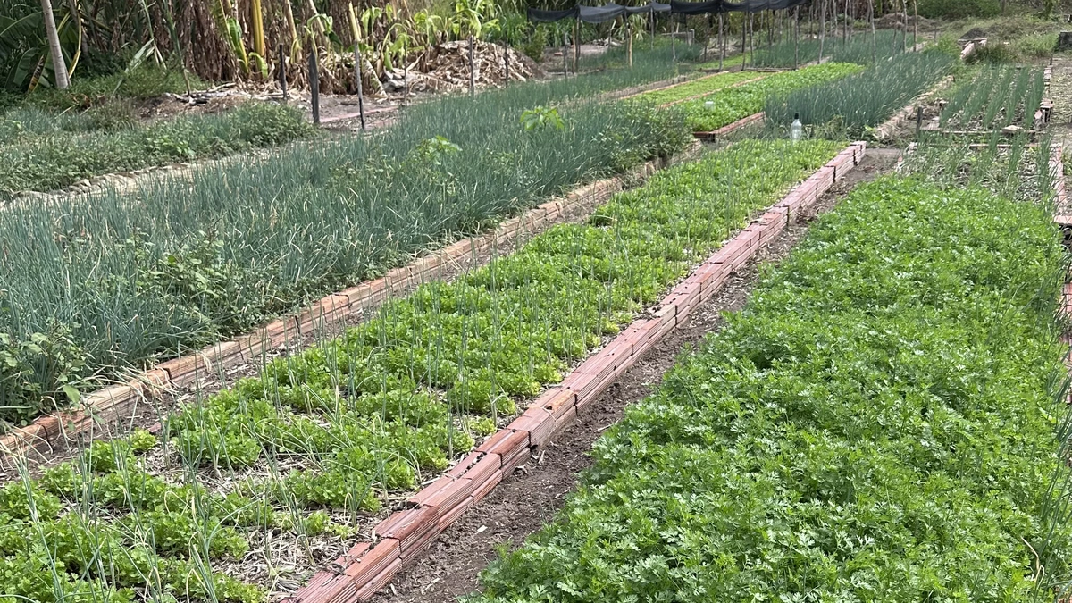 Horta do bairro Marmelada em José de Freitas